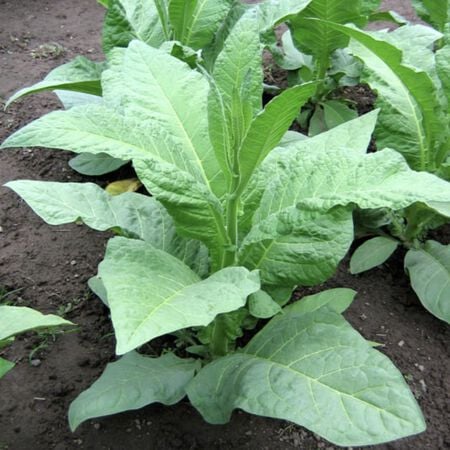 Virginia 355, Tobacco Seed - Packet image number null